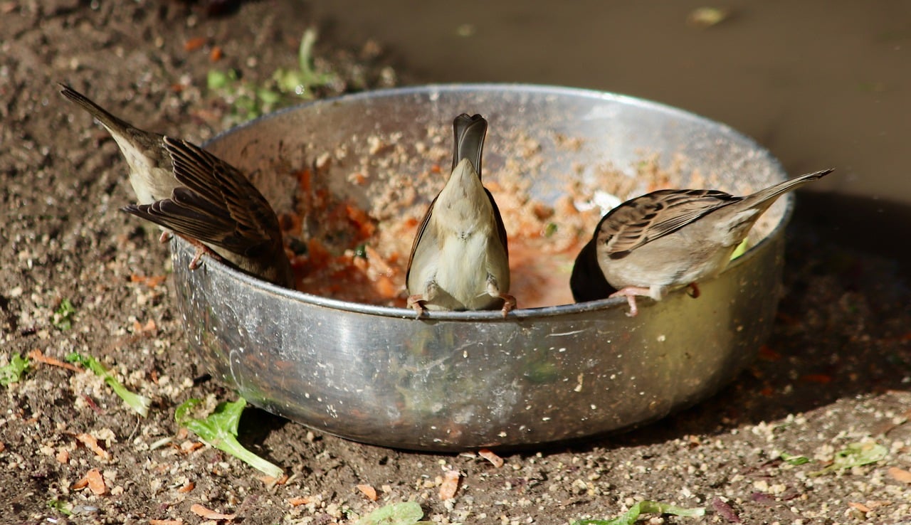 How to Create a Feeding Schedule for Your Pet